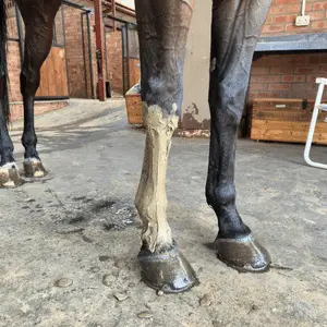 Equiclay Poultice for Tendon Treatment